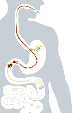 What does vitamin B do in your body?