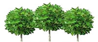 Environmentally Safe Cleaners