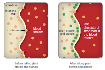 Plant Sterols