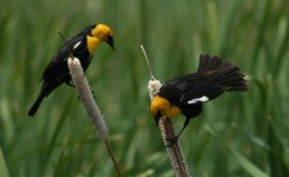 blackbirds - taken by Michael Tomberlin